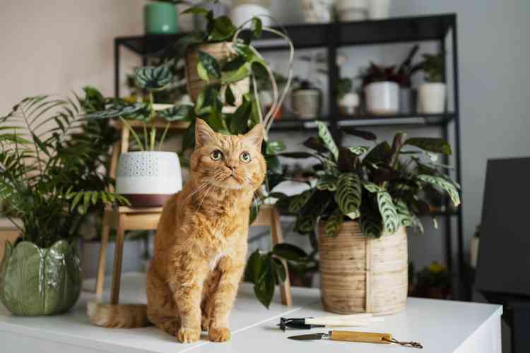 Plantas comestíveis para humanos são comestíveis para gatos 