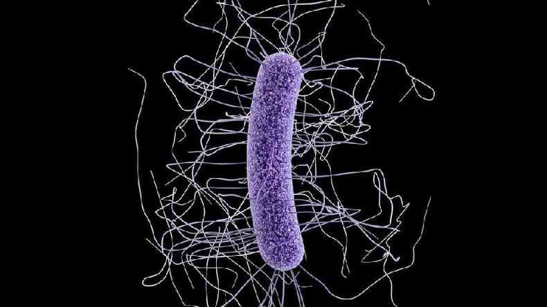 Superbactrias so consideradas ameaa global(foto: CDC)