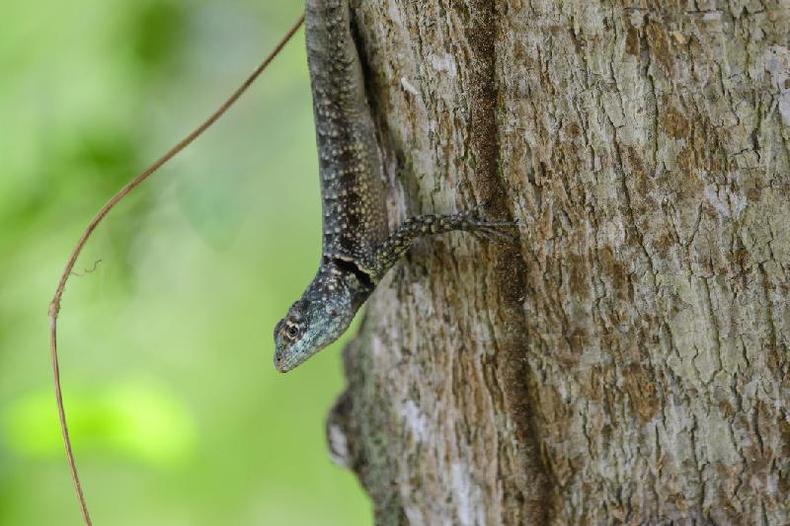 Lagarto em tronco de rvore