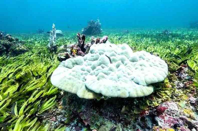 Prados de ervas marinhas no banco de Saya de Malha ajudam o oceano a absorver carbono(foto: Greenpeace)