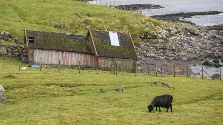 Ovelha negra em pasto com casa e morro ao fundo