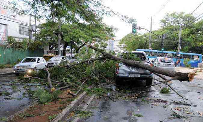 Na Avenida Raja Gabaglia, rvore caiu e destruiu caminhonete(foto: Marcos Vieira/EM/D.A Press)