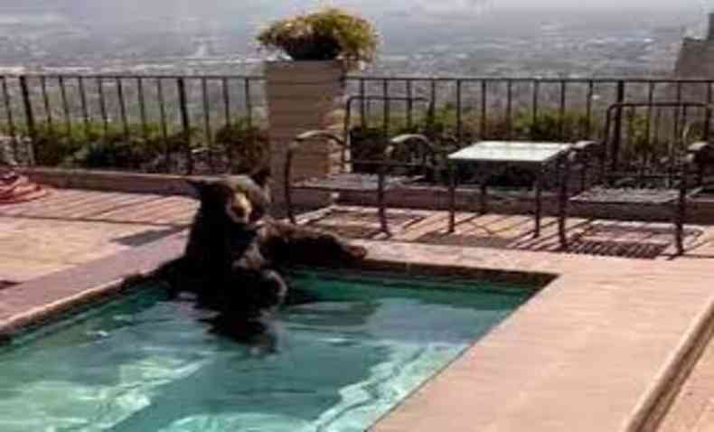 urso em piscina