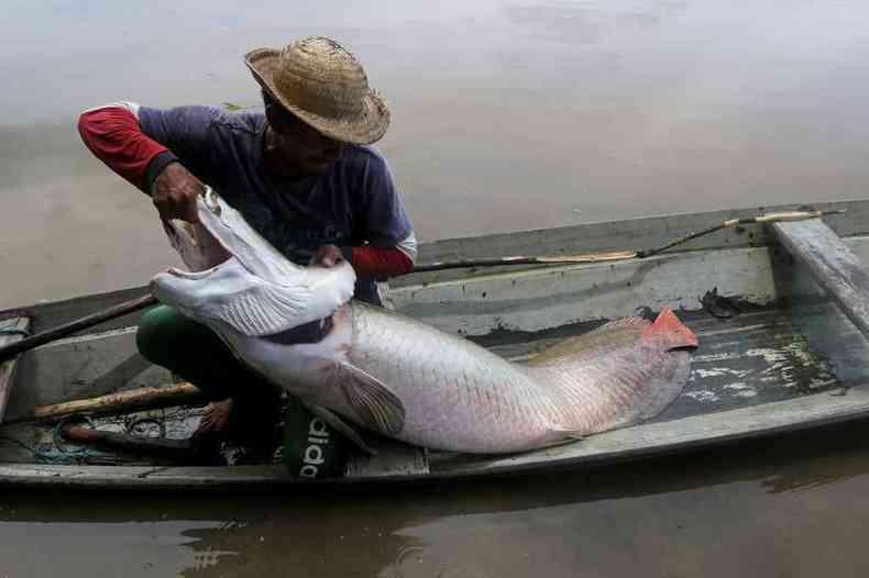 Pescador pega Pirarucu em bote 