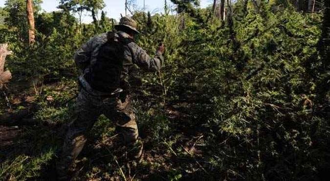 Soldado do esquadr�o antidrogas do Paraguai destr�i planta��o de maconha encontrada na cidade de Pedro Juan Caballero, na fronteira com o Brasil(foto: PABLO PORCIUNCULA / AFP)