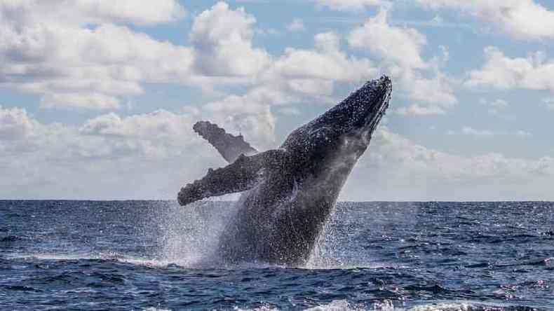 Cientistas dizem que é extremamente raro que uma baleia trague um ser humano(foto: Getty Images)