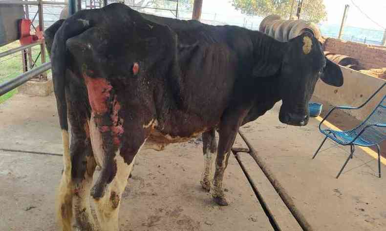 Vaca tambm ficou ferida(foto: Divulgao/Corpo de Bombeiros)
