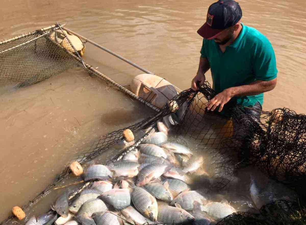 Agência ALESC  Cultivo de peixes pode dar lucro de R$ 1 por kg produzido