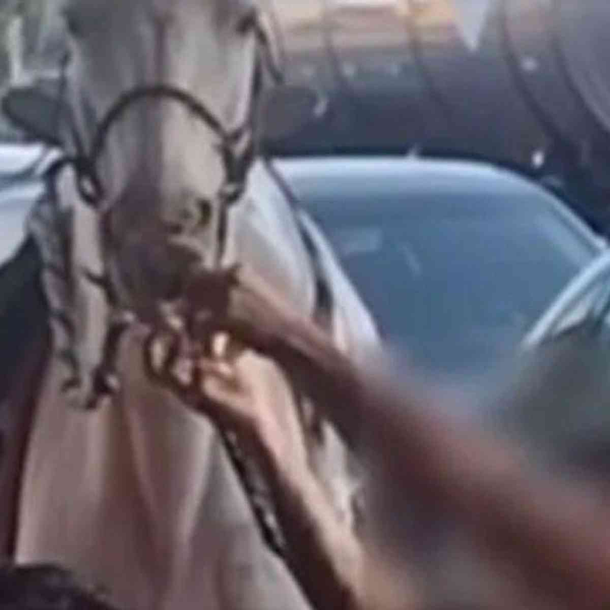 VÍDEO: Cavalo é atacado por pit bull em cena desesperadora