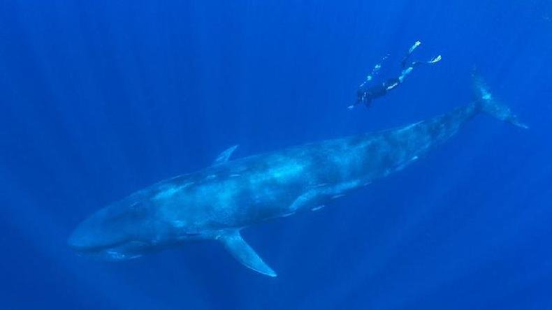 A baleia-azul  o maior animal da Terra(foto: Amos Nachoum )
