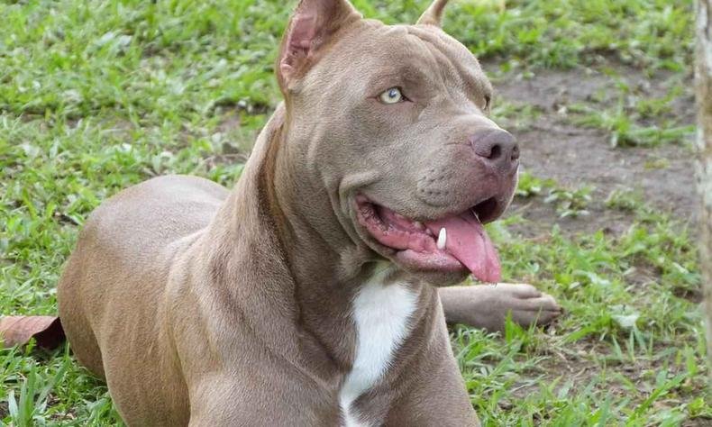 Pitbull