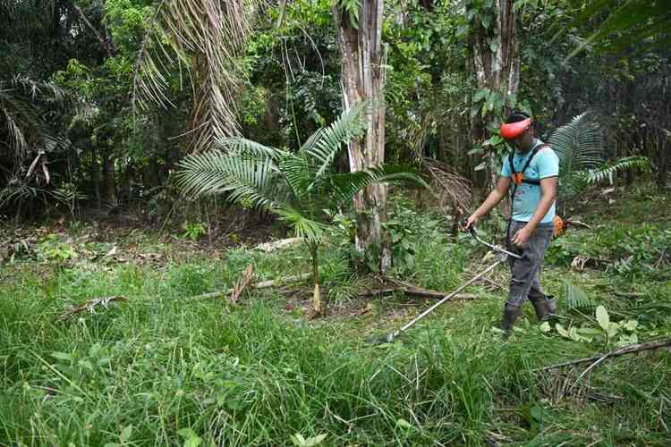 Trabalhador remove mato em plantao de aa em Abaetetuba (PA)