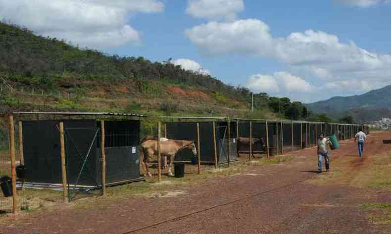 Cavalos foram levados para rea rural pertencente  mineradora Vale em Mariana, onde recebem tratamento veterinrio(foto: Tulio Santos/EM/D.A/Press)