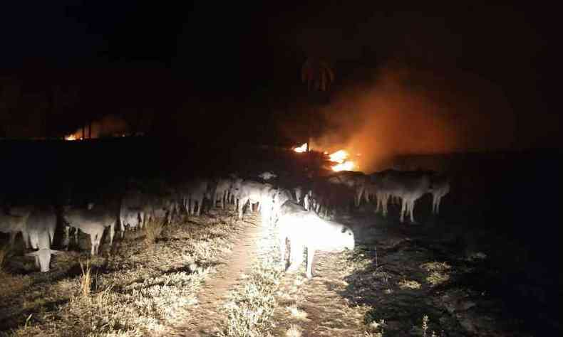 Gados foram ameaados pelas chamas(foto: Corpo de Bombeiros/Divulgao)