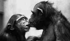Chimpanz assexual e bonobos bissexuais: o que primatas revelam sobre sexo e gnero em humanos, segundo cientista