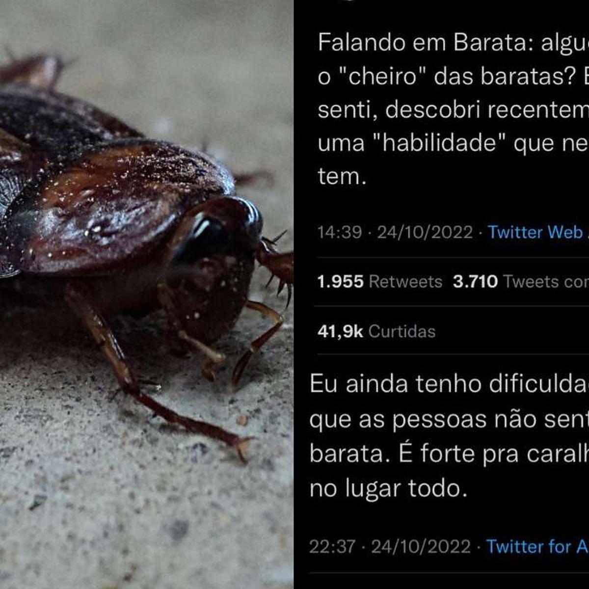 O que é o cheiro de barata?