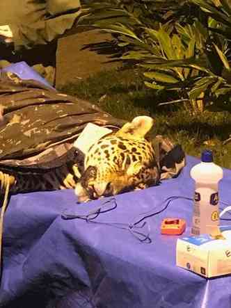 Animal passou por exames e teve colar com GPS colocado para monitorar seu deslocamento(foto: Polcia Militar/Divulgao)