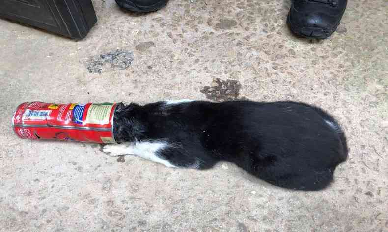 Imagem mostra gato com a cabea presa em lata de achocolatado