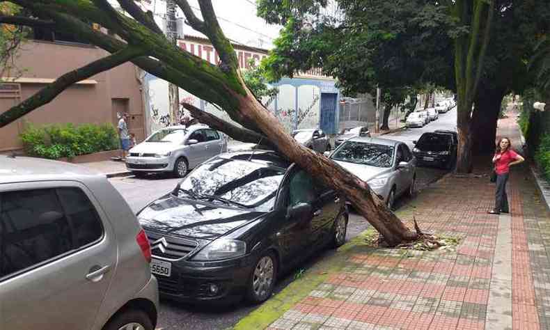 rvore tombou sobre carro na Rua Ccero Ferreira, no Bairro Serra(foto: Ivan Drummond/EM/DA Press)