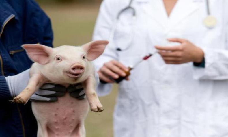 Veterinrios aplicando vacina em porco filhote 