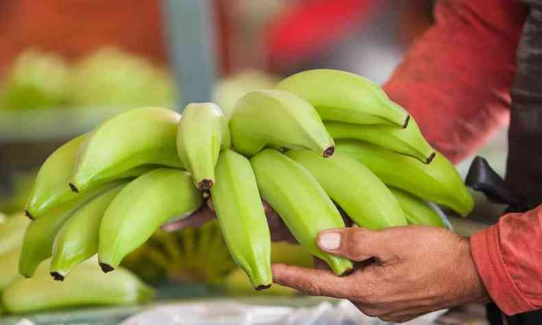 Pessoa segura um belo cacho de bananas ainda verdes 