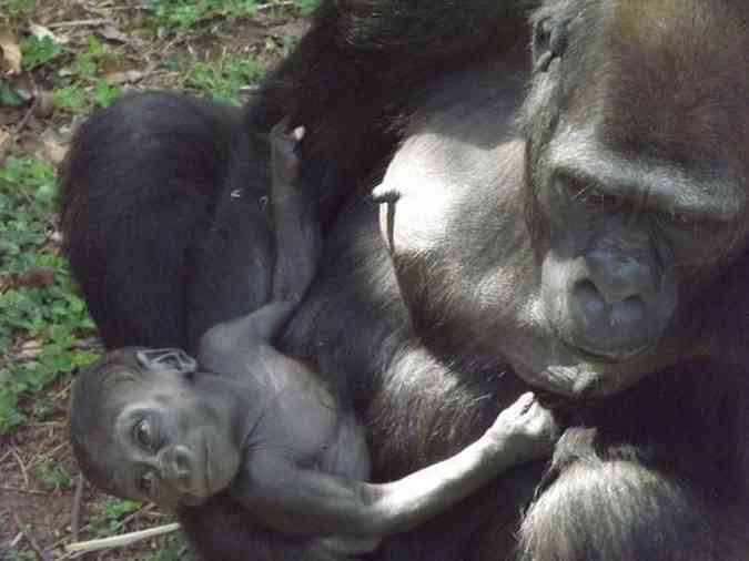 Macho, filhote da gorila Lou Lou nasceu no dia 5 de agosto no Zoolgico de Belo Horizonte.  o primeiro nascimento da espcie, em cativeiro, na Amrica LatinaSuziane Fonseca/FZB