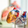 Pesquisa relaciona diabetes tipo 2 a doenças cardiovasculares
