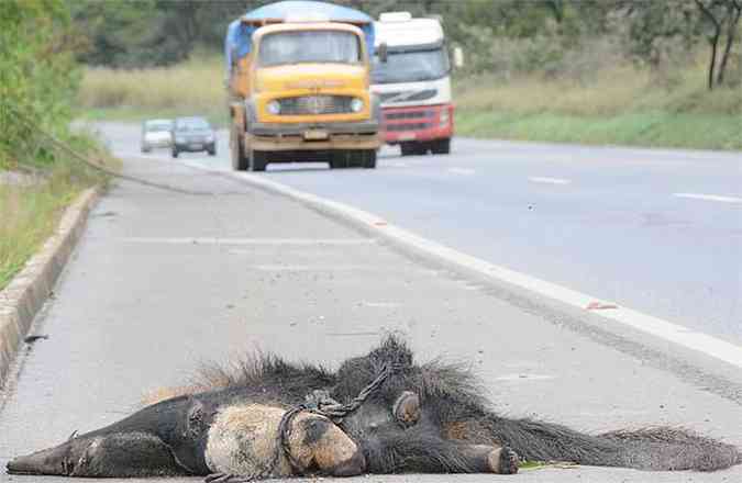 Tamandu morto na BR-354 e caminho acima do limite de velocidade: especialistas cobram medidas para proteger a fauna(foto: Beto Novaes/EM/D.A Press. Brasil)