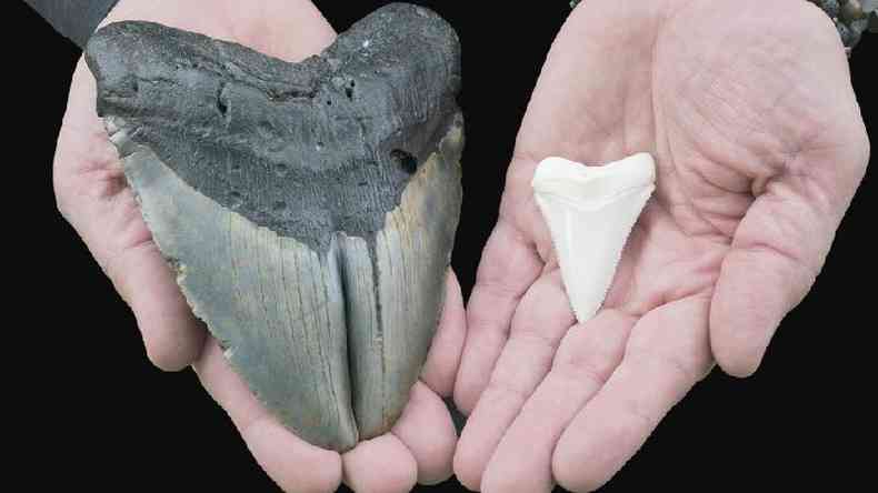 Dentes de megalodonte (à esquerda) e do grande tubarão-branco (à direita)