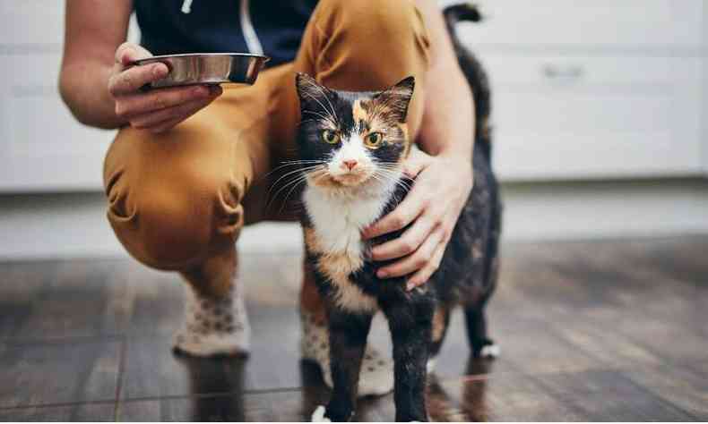 Gatos: mdico veterinrio explica os comportamentos mais famosos dos bichanos