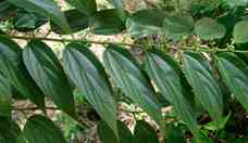 Canabidiol  identificado em planta nativa brasileira
