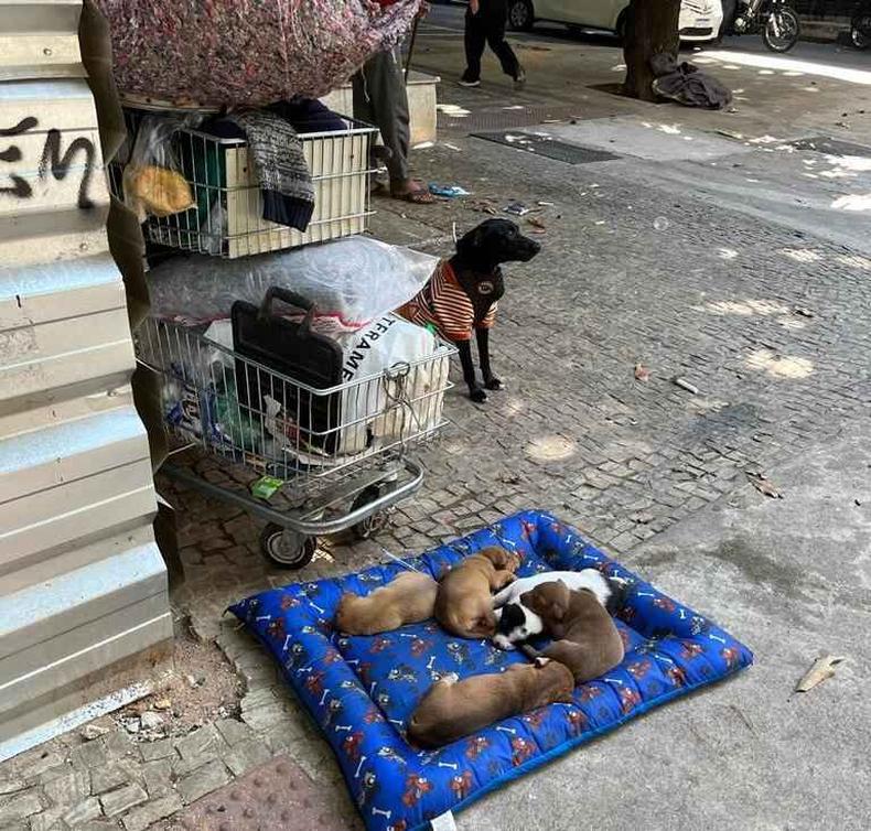 Cachorra ao lado de um carrinho de supermercado e filhotes deitados na cama.