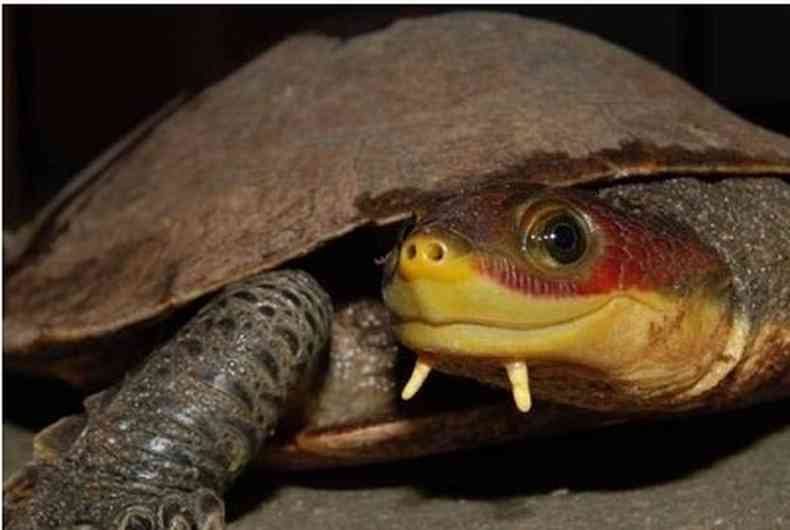 O cgado-de-hogei (Mesoclemmys hogei)  um dos 25 quelnios mais ameaados do mundo e se refugia em Minas Gerais(foto: ICMBio/Divulgao)