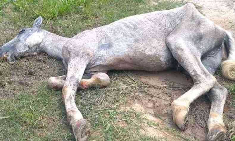 O cavalo foi encontrado debilitado, com sinais de violncia e desnutrido(foto: Guarda Municipal/ Divulgao)
