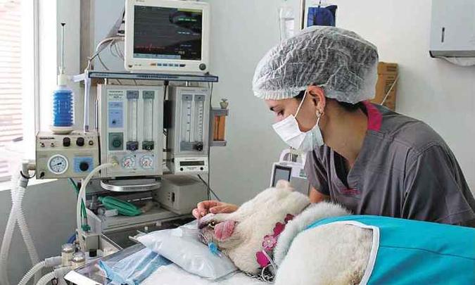 Cirurgia de castração deve ser sempre realizada em bloco cirúrgico bem-estruturado(foto: Arquivo/Clínica Ártemis) Cirurgia de castração deve ser sempre realizada em bloco cirúrgico bem-estruturado(foto: Arquivo/Clínica Ártemis)