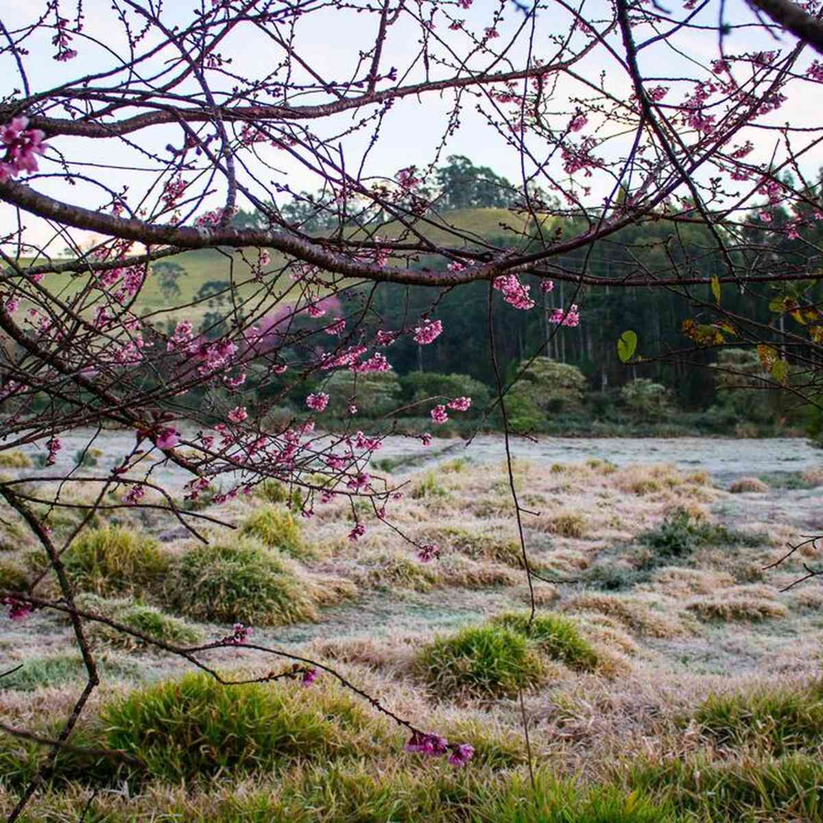 Neblina se espalha nos pontos altos de BH; fim de semana pode ter sol –  Portal de Monte Verde