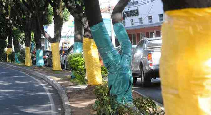 Na Avenida Silviano Brando, troncos foram decorados para uma promoo(foto: Paulo Filgueiras/EM/D.A Press)