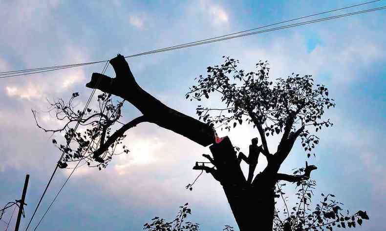Pessoa no alto de uma rvore tem os ps sobre imenso tronco cortado, que est encostados em fios de eletricidade 