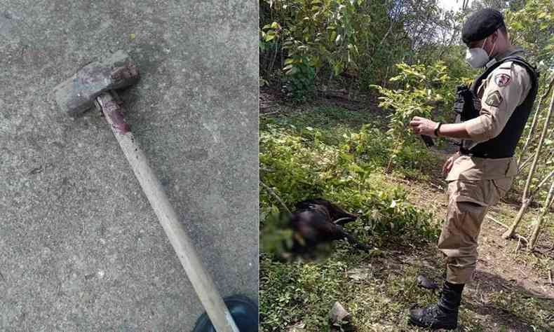 cachorra morta aps levar golpes de marreta no Sul de Minas