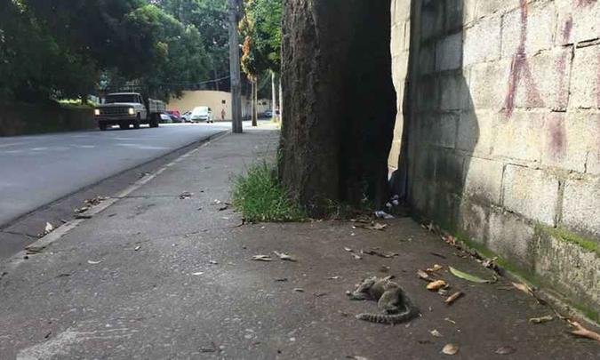 Em janeiro, um primata foi encontrado morto na Rua Paulo Piedade Campos, no Bairro Buritis (foto: Meu Bairro Buritis/Reprodução) Em janeiro, um primata foi encontrado morto na Rua Paulo Piedade Campos, no Bairro Buritis (foto: Meu Bairro Buritis/Reprodução)