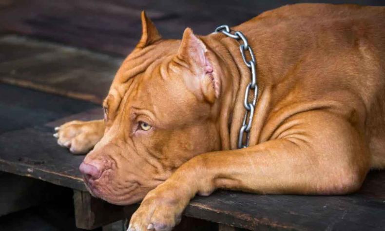 Foto meramente ilustrativa de um cão pitbull deitado
