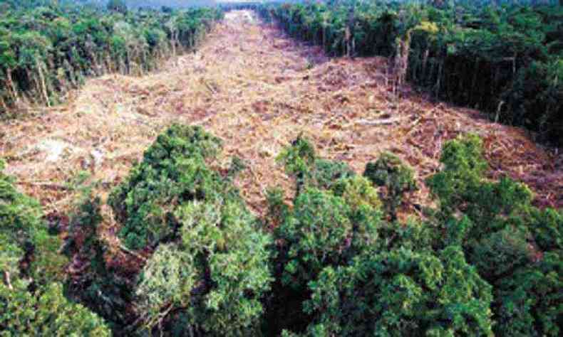 De 2010 a 2018, as queimadas na Amaznia lanaram, por ano, 1 bilho de toneladas de dixido de carbono, e apenas 18% desse volume foi absorvido pela floresta(foto: Fotototal/Divulgao - 19/3/20 )