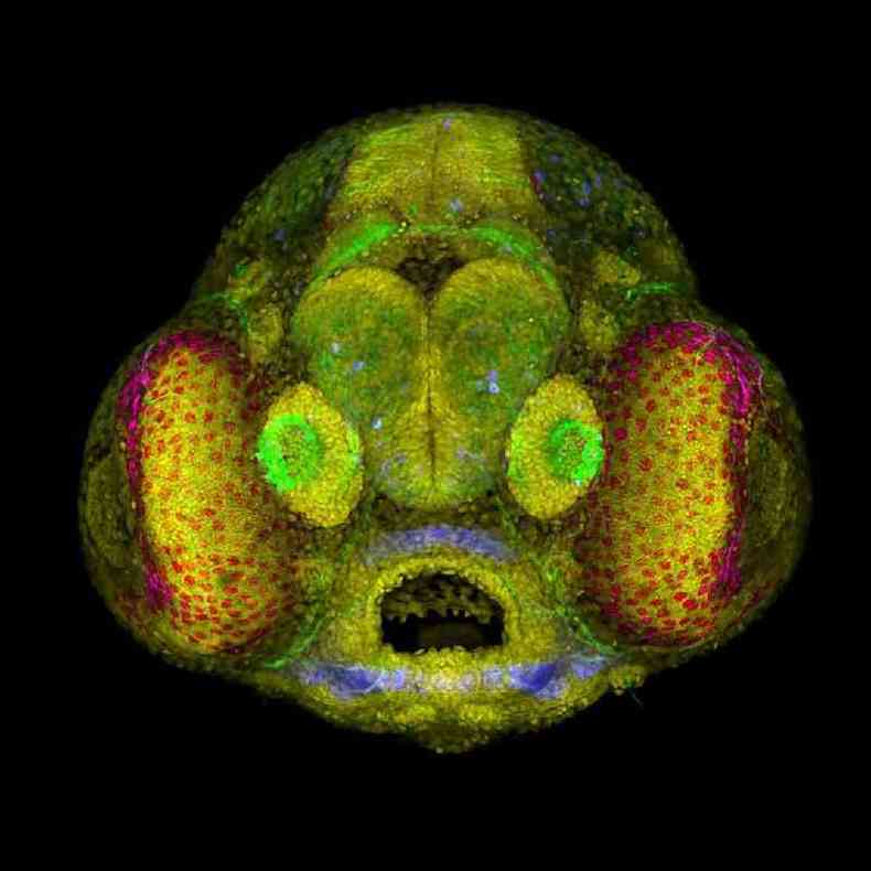 Foto microscpica de um embrio de peixe-zebra