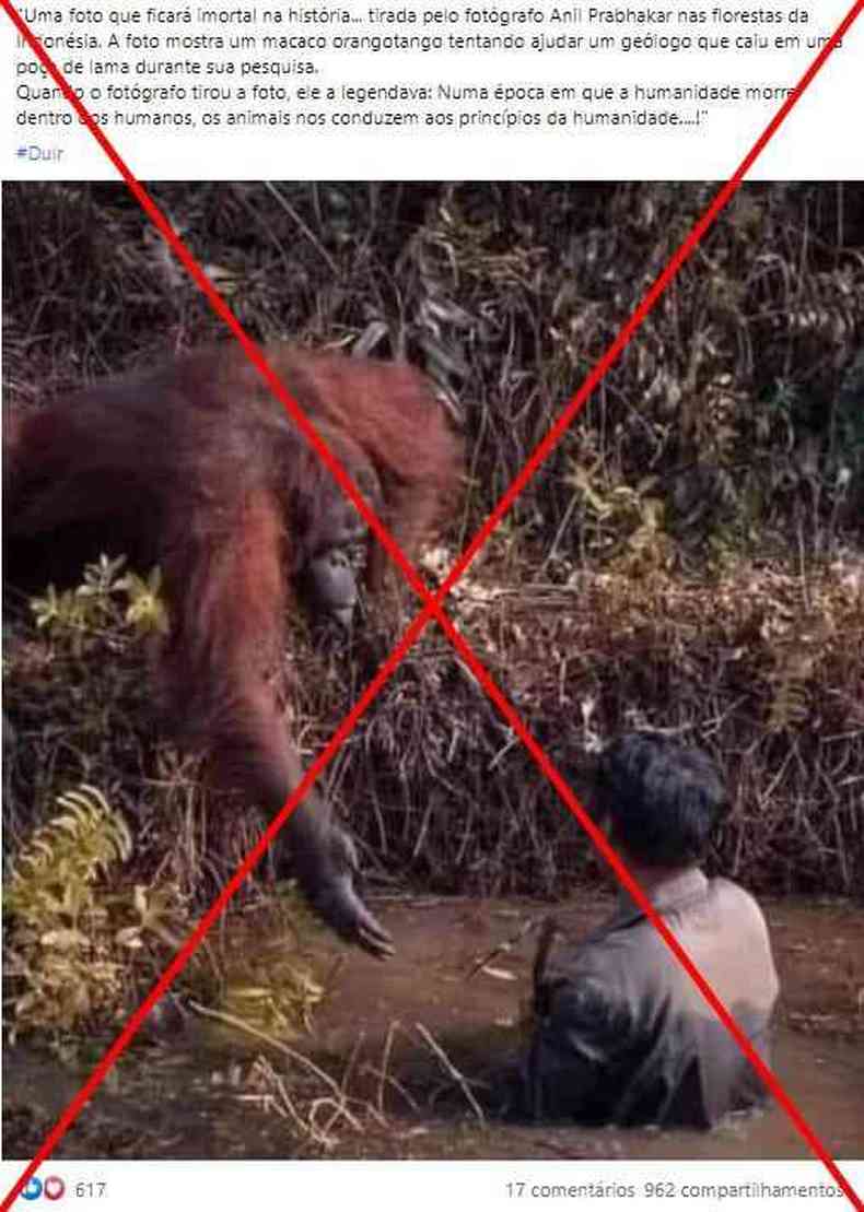 Imagem de orangotango dando a mo a homem submerso foi compartilhada com informaes falsas