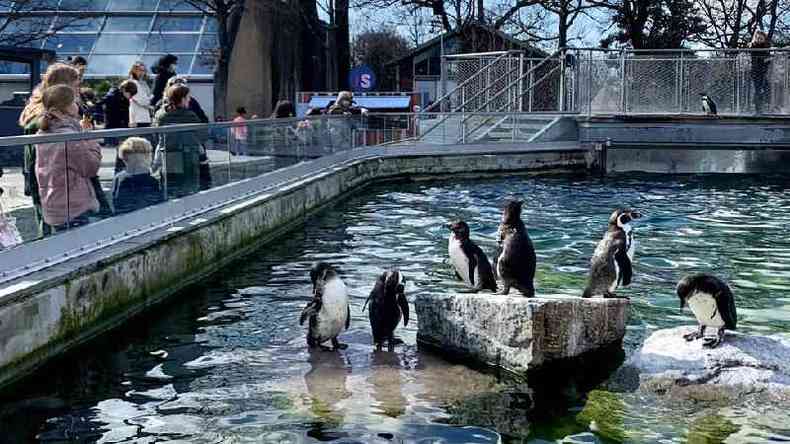 Multides comeam a voltar ao Zoolgico de Copenhague(foto: BBC)