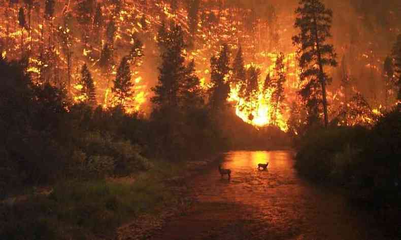 Incndios esto acabando com a cobertura florestal do planeta(foto: Pixabay)