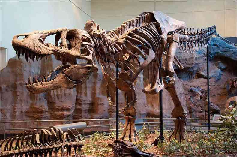 Esqueleto de um tiranossauro: os animais gigantes viveram durante 160 milhes de anos e desapareceram da Terra h cerca de 66 milhes de anos(foto: Wikipdia/Divulgao)
