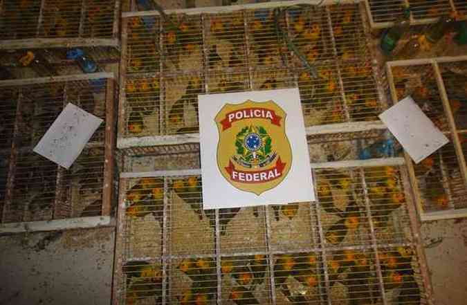 A polcia achou 11 gaiolas com 390 canrios-da-terra(foto: Polcia Federal/ Divulgao)