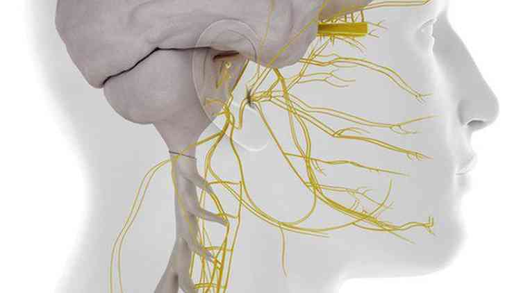 Ilustrao do sistema nervoso