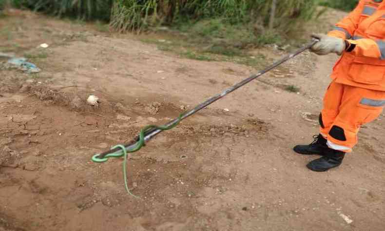 Os bombeiros de Guaxup foram chamados para capturar uma cobra cip(foto: Reproduo redes sociais/Bombeiros MG)
